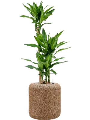 Soil (Vulkastrat)