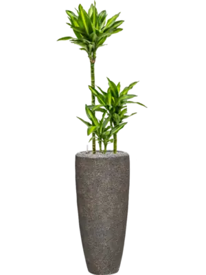 Soil (Vulkastrat)