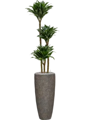 Soil (Vulkastrat)