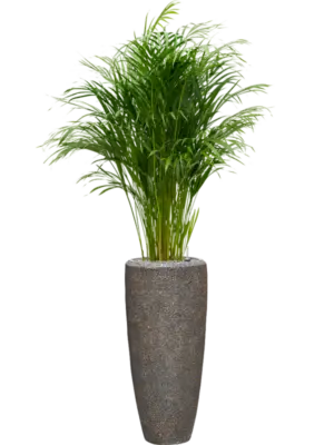 Soil (Vulkastrat)