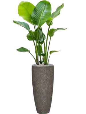 Soil (Vulkastrat)