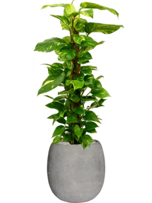 Soil (Vulkastrat)