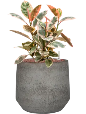 Hydroculture