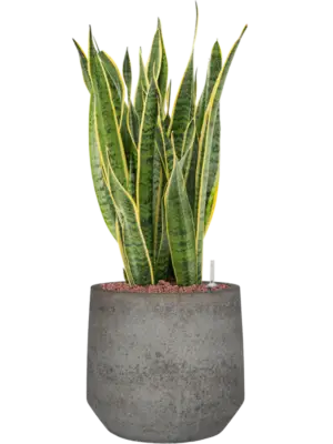 Hydroculture