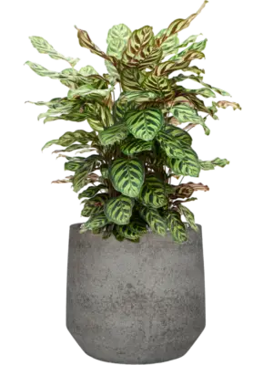 Soil (Vulkastrat)