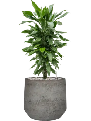 Soil (Vulkastrat)