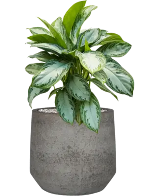 Soil (Vulkastrat)