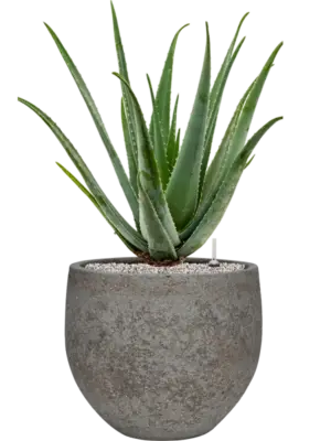 Soil (Vulkastrat)