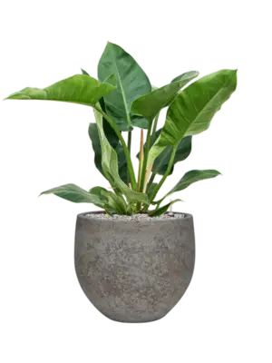 Soil (Vulkastrat)