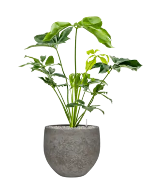 Soil (Vulkastrat)