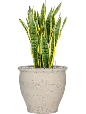 Soil (Vulkastrat)
