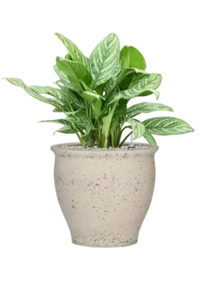 Soil (Vulkastrat)
