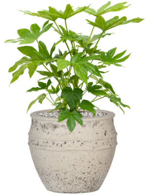 Soil (Vulkastrat)