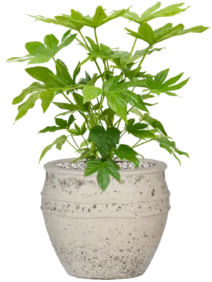 Soil (Vulkastrat)