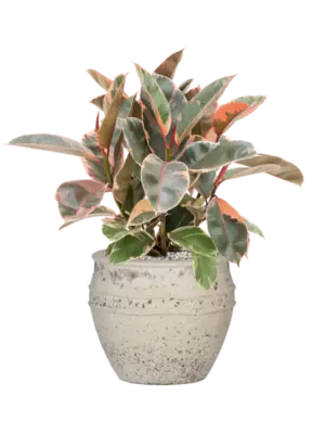 Soil (Vulkastrat)