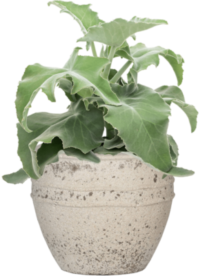 Soil (Vulkastrat)