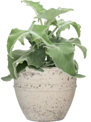 Soil (Vulkastrat)