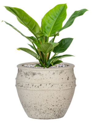 Soil (Vulkastrat)
