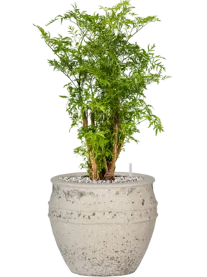 Soil (Vulkastrat)