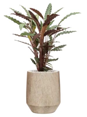 Soil (Vulkastrat)