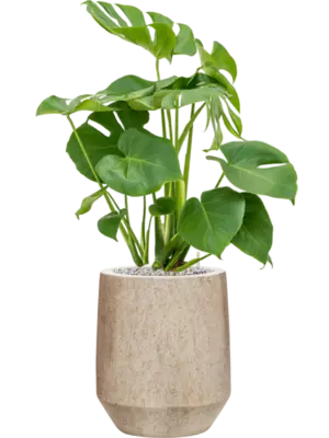 Soil (Vulkastrat)