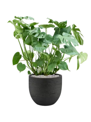 Soil (Vulkastrat)