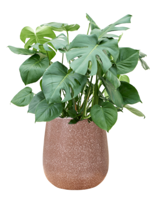 Soil (Vulkastrat)
