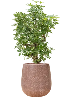 Hydroculture