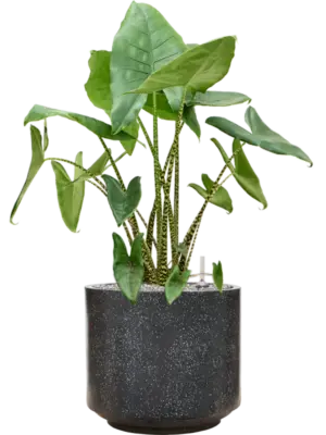 Soil (Vulkastrat)