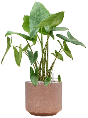 Soil (Vulkastrat)