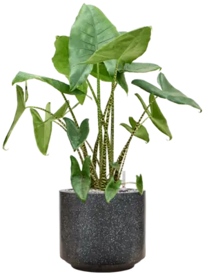Soil (Vulkastrat)