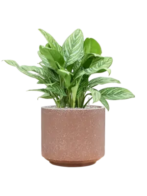 Soil (Vulkastrat)
