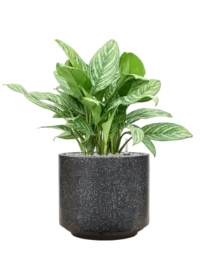 Soil (Vulkastrat)