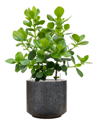 Soil (Vulkastrat)