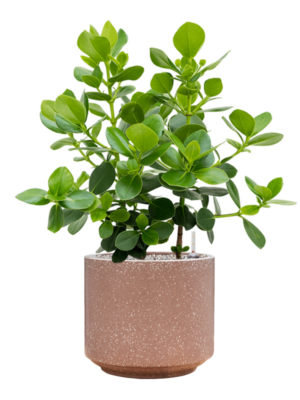 Soil (Vulkastrat)