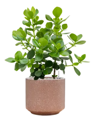 Soil (Vulkastrat)