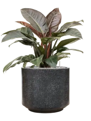 Soil (Vulkastrat)
