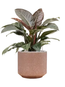 Philodendron