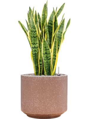 Soil (Vulkastrat)