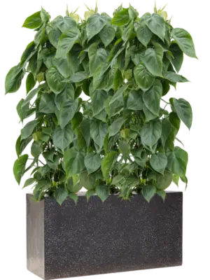 Soil (Vulkastrat)