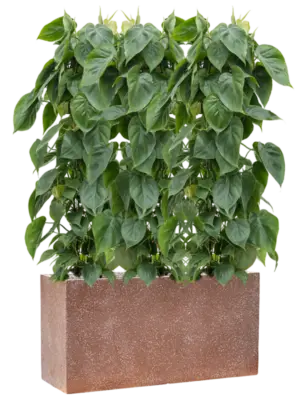 Soil (Vulkastrat)