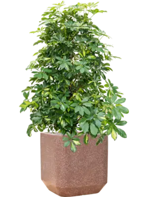 Soil (Vulkastrat)