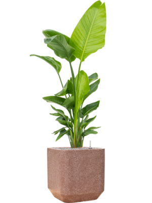 Soil (Vulkastrat)