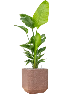 Soil (Vulkastrat)
