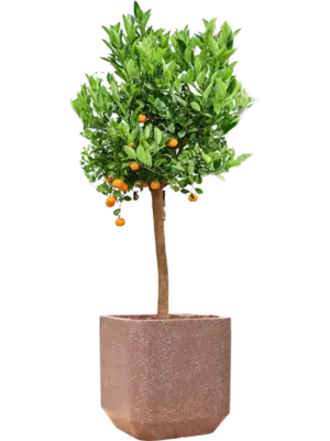 Soil outdoor with Bark
