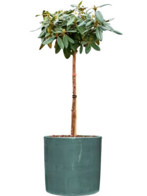Soil outdoor with Bark
