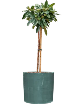Soil outdoor with Bark
