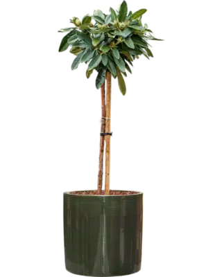 Soil outdoor with Bark