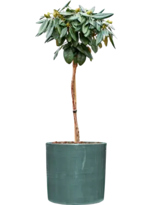 Soil outdoor with Bark