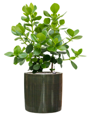 Soil (Vulkastrat)